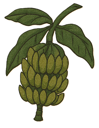 Bananplanta